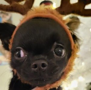 Meet your Posher, Dona